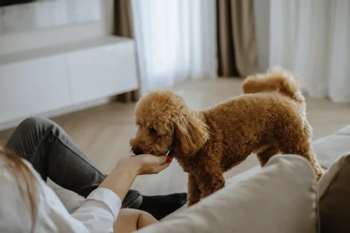 Ilona-Jadzeviciene-Zalia-photography-Seimu-fotografe-Klaipedoje-18